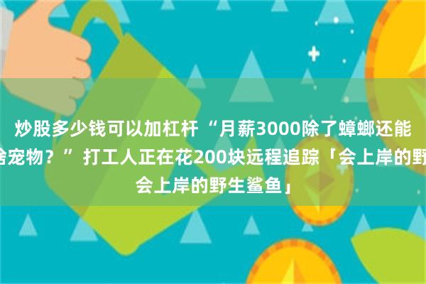 炒股多少钱可以加杠杆 “月薪3000除了蟑螂还能养得起啥宠物