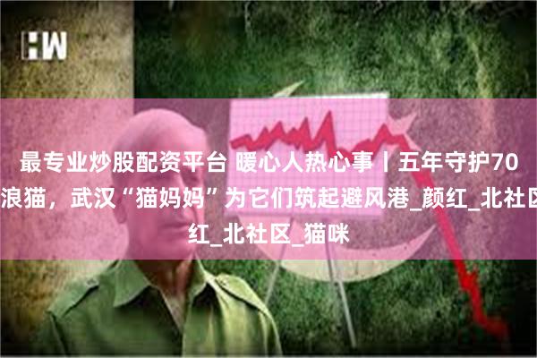 最专业炒股配资平台 暖心人热心事丨五年守护70余只流浪猫，武