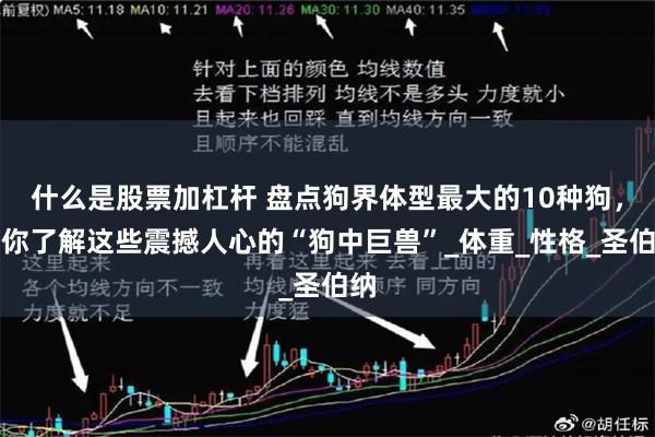   什么是股票加杠杆 盘点狗界体型最大的10种狗，带你了解这些震撼人心的“狗中巨兽”_体重_性格_圣伯纳